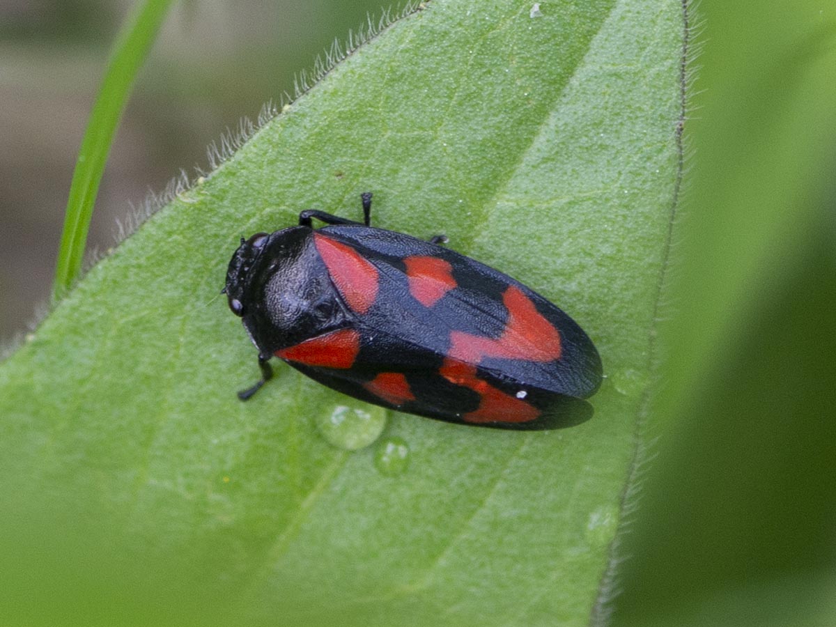 Cercopis vulnerata